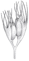 First Archaeosperma seeds (Gymnosperm).