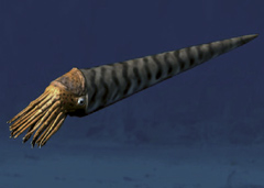 Orthoceras regulare (Mollusk, Cephalopod)