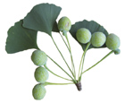 Ginko biloba leaves and seeds Gymnosperma