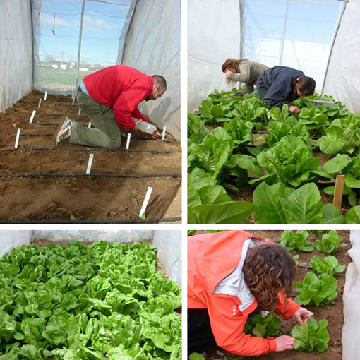 Weekly sampling of aphids on lettuce greenhouses
