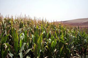 Efectos de la variabilidad climática global en cultivos de verano
