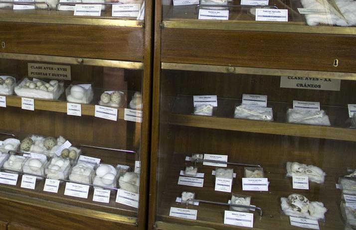Museo de Anatomía Comparada de Vertebrados Fotografía 2