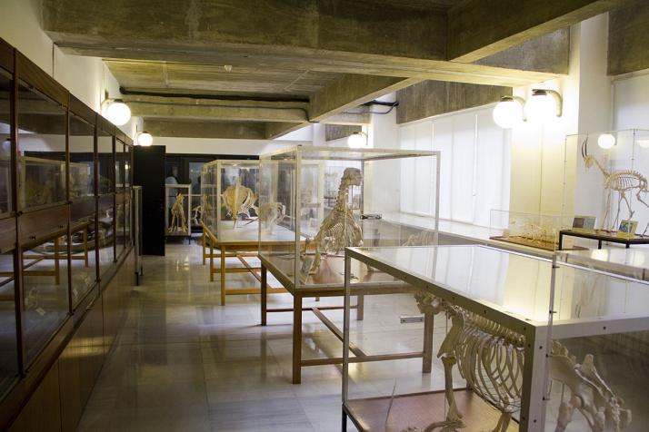 Museo de Anatomía Comparada de Vertebrados Fotografía 3
