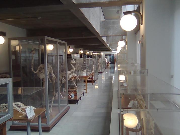 Museo de Anatomía Comparada de Vertebrados Fotografía 4