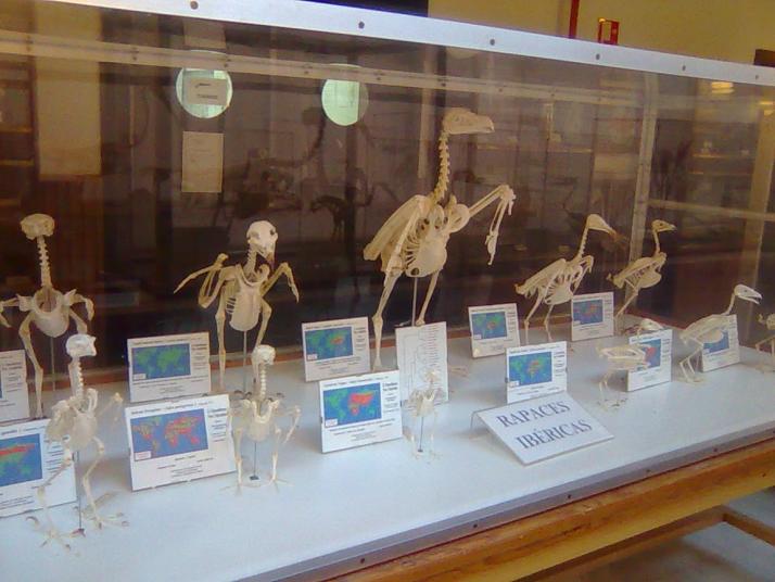 Museo de Anatomía Comparada de Vertebrados Fotografía 5