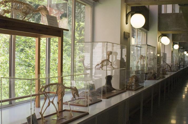 Museo de Anatomía Comparada de Vertebrados Fotografía 6