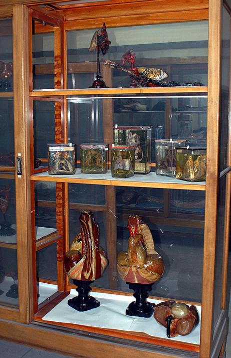 Museum of Anatomy «Javier Puerta» Photo 1