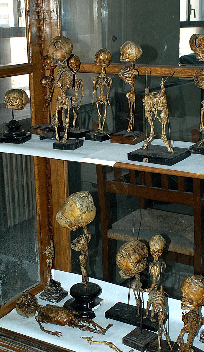 Museo de Anatomía «Javier Puerta» Fotografía 2