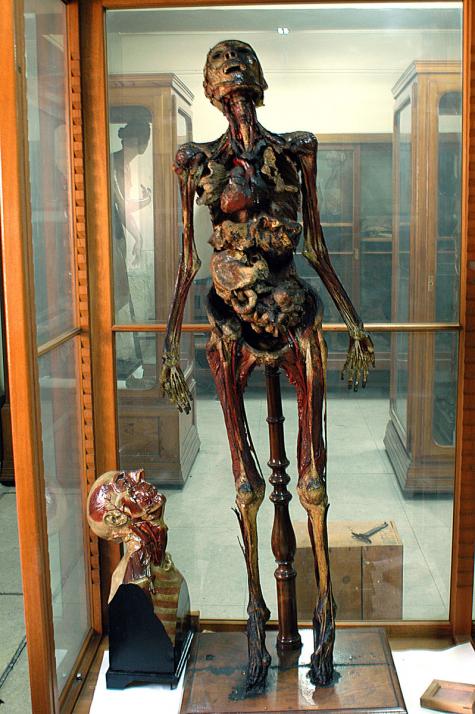 Museum of Anatomy «Javier Puerta» Photo 4