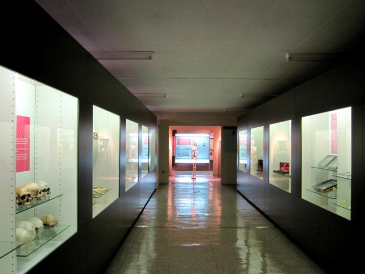 Museo de Antropología Médica y Forense, Paleopatología y Criminalística «Profesor Reverte Coma» Fotografía 3