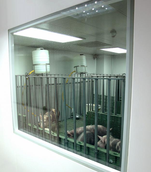 Animalario en las instalaciones BSL-3 del Centro VISAVET del Corredor Agroalimentario