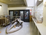Museo de Anatomía Comparada de Vertebrados Fotografía 1
