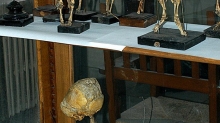 Museo de Anatomía «Javier Puerta» Fotografía 2